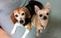 愛犬・ヤエとマル1