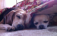 愛犬・ヤエとマル2