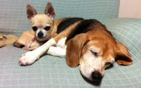 愛犬・ヤエとマル3